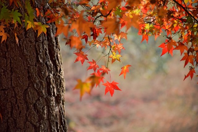 Herbstprogramme in Europa